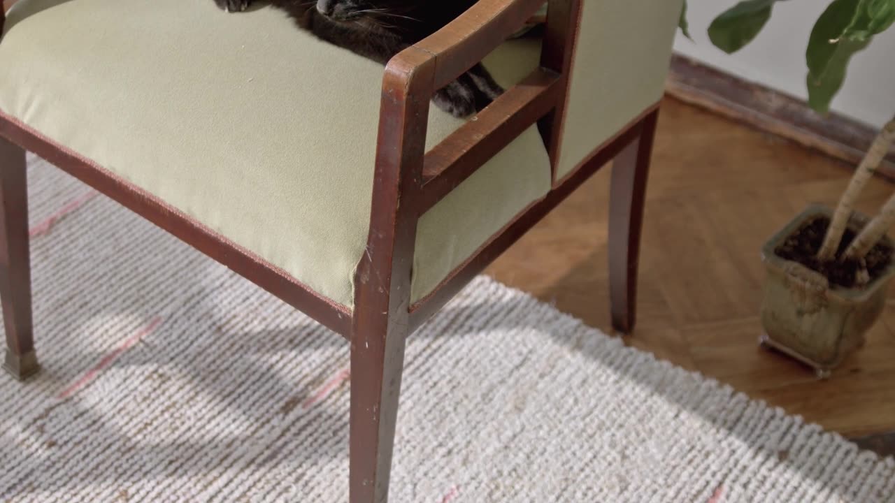 Cute cat