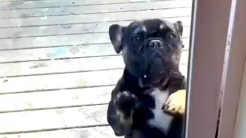 Funny animals videos 😅 Funny dogs dancing