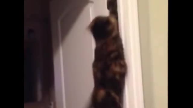 Funny cat video