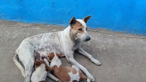 A mother feeding thire children