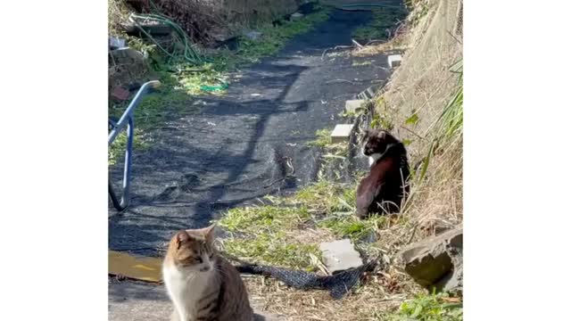 This animal is very cute and can make everyone happy when they see it