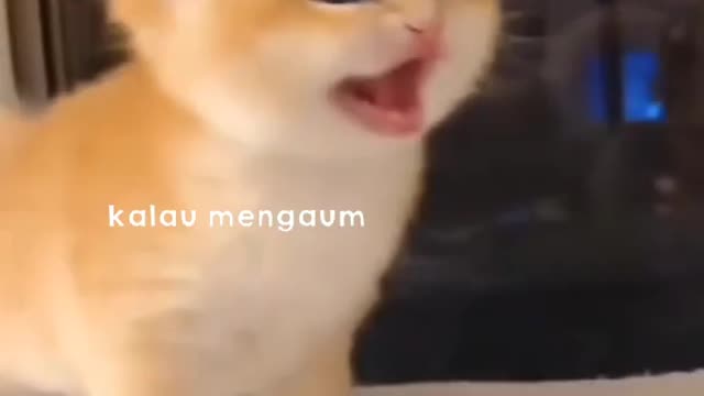 Funny cat video