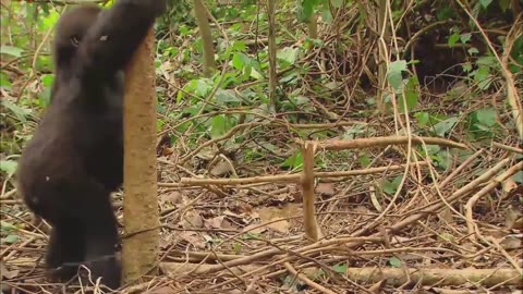 Funny animal videos Godzilla