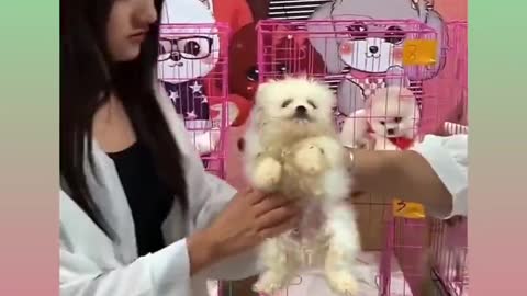 Cute and funny Dog 38