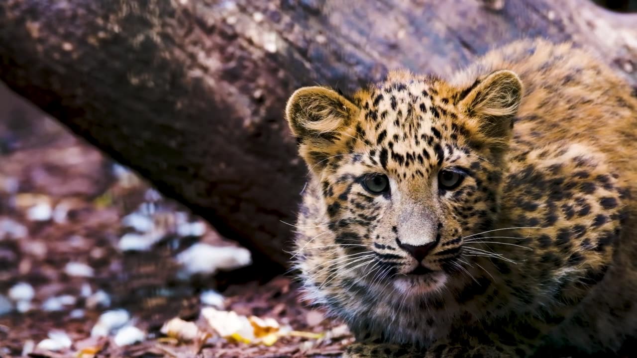 FILHOTES DE LEOPARDO