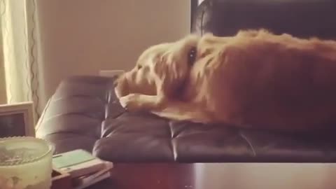 Funny animal videos|Cute animal videos |Funny dog&cat videos|Hilarious pet videos|Funny video
