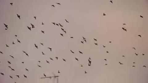 Thats how most of Birds fly when they plan to imegrate