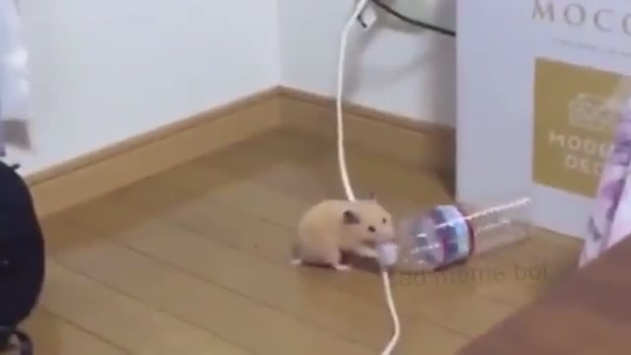 Hammie boye dancing