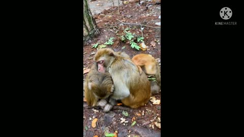 Langur