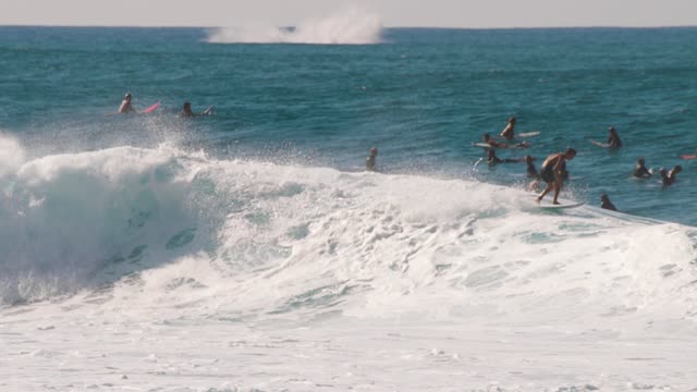 Whale Celebrates Perfect Wave at Banzai Pipeline