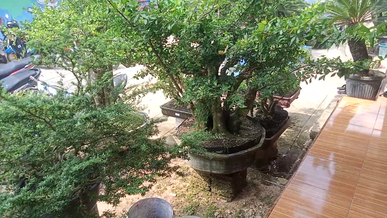 Bonsai