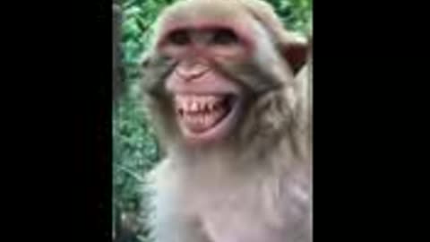 Funny Monkey