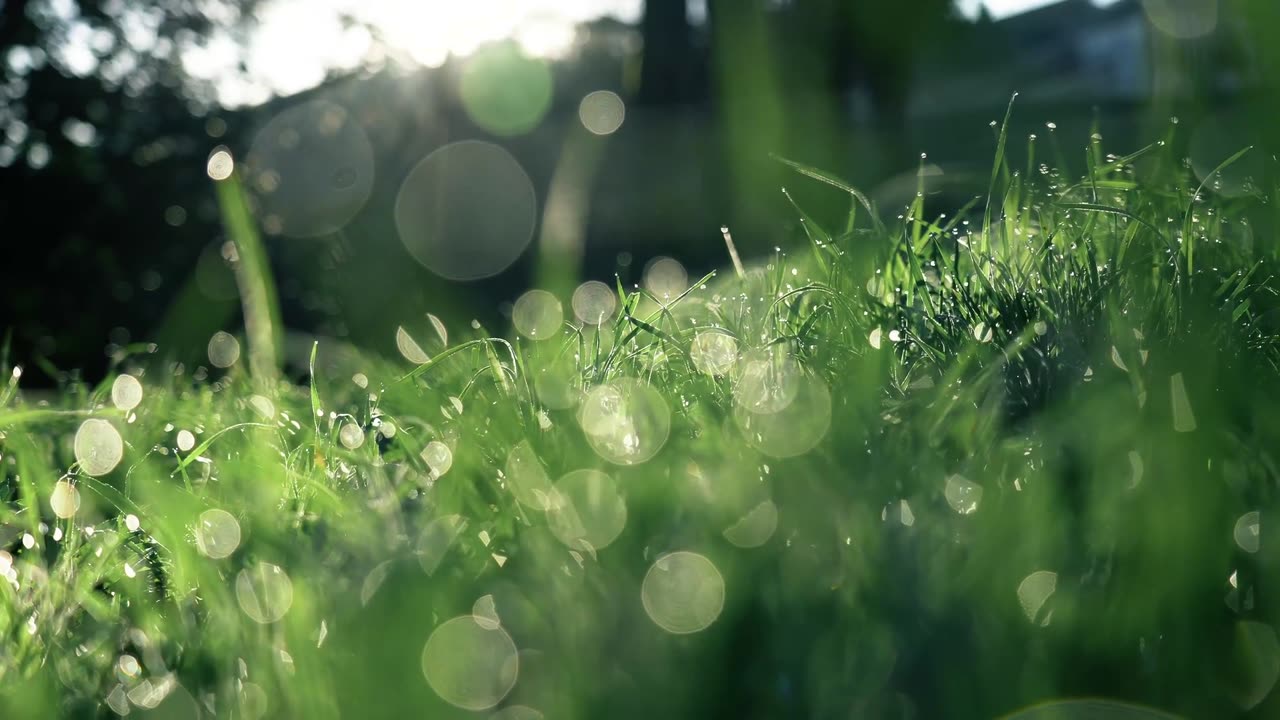 Grass Dew Field free stock video. Free for use & download