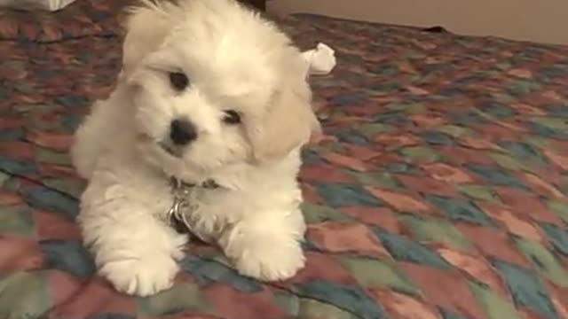 give me paw!