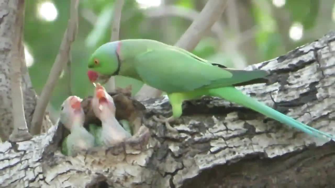 MOTHER PARROT FEEDING BABY PARROT