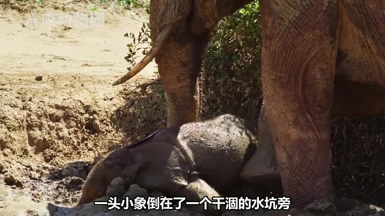 大象一起抚摸着尸骨,缅怀逝去的同伴,动物之间细腻的感情! #野生动物零距离 #奇妙的动物 #大象 #动物