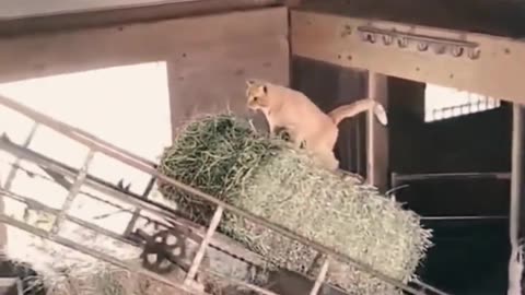 funny-animals-cute-pets-videos | Shortsvideohub