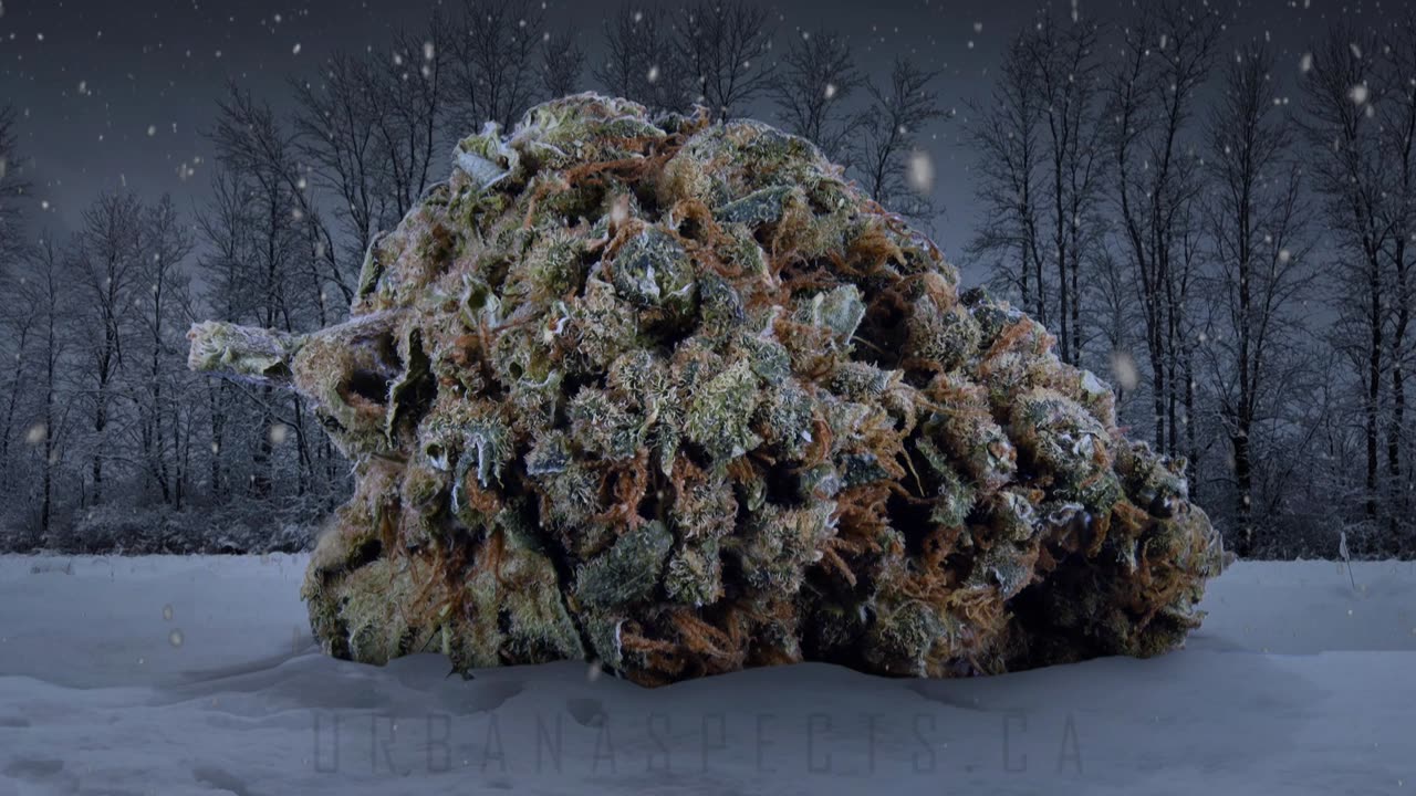 Silent Night ft. Frosty Jack Bud