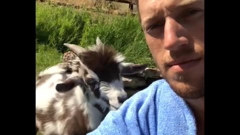 Funny goat talking his owner