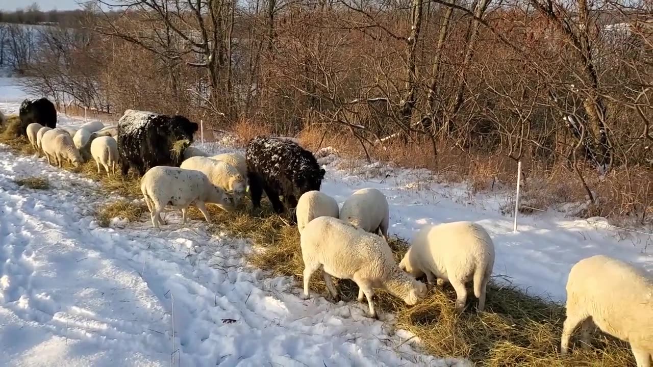 A Nice Minnesota Snow Dump on The Burkel Farm Hauling to the Butcher