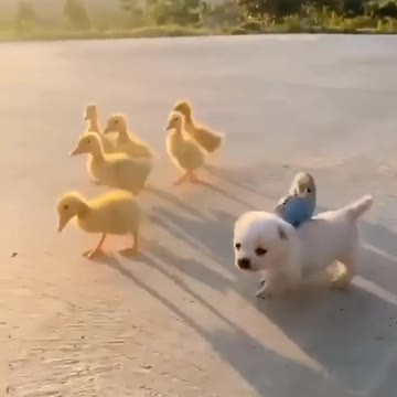 Small dog walking with parrot and chicks fun walking.