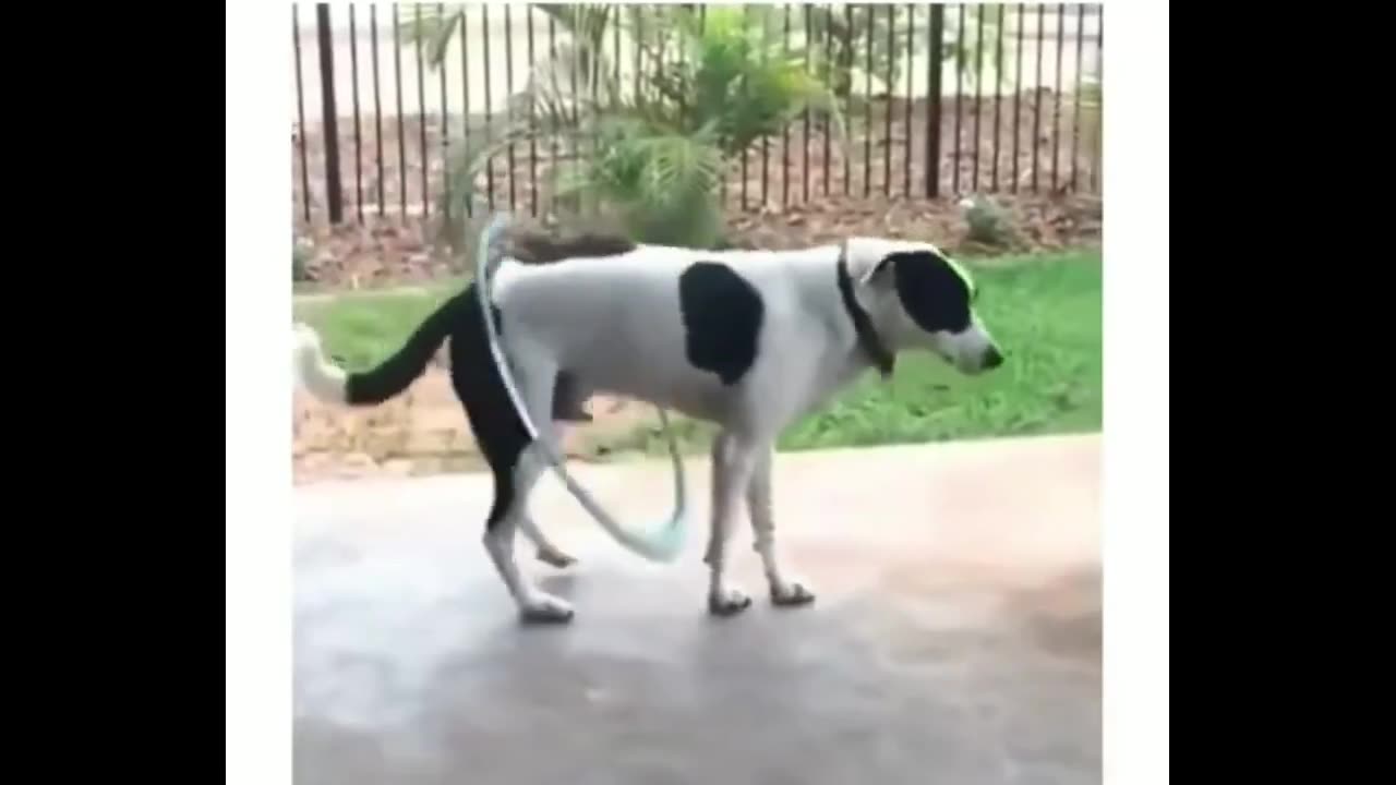 dancing dog