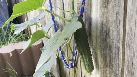 #farmingintheyard