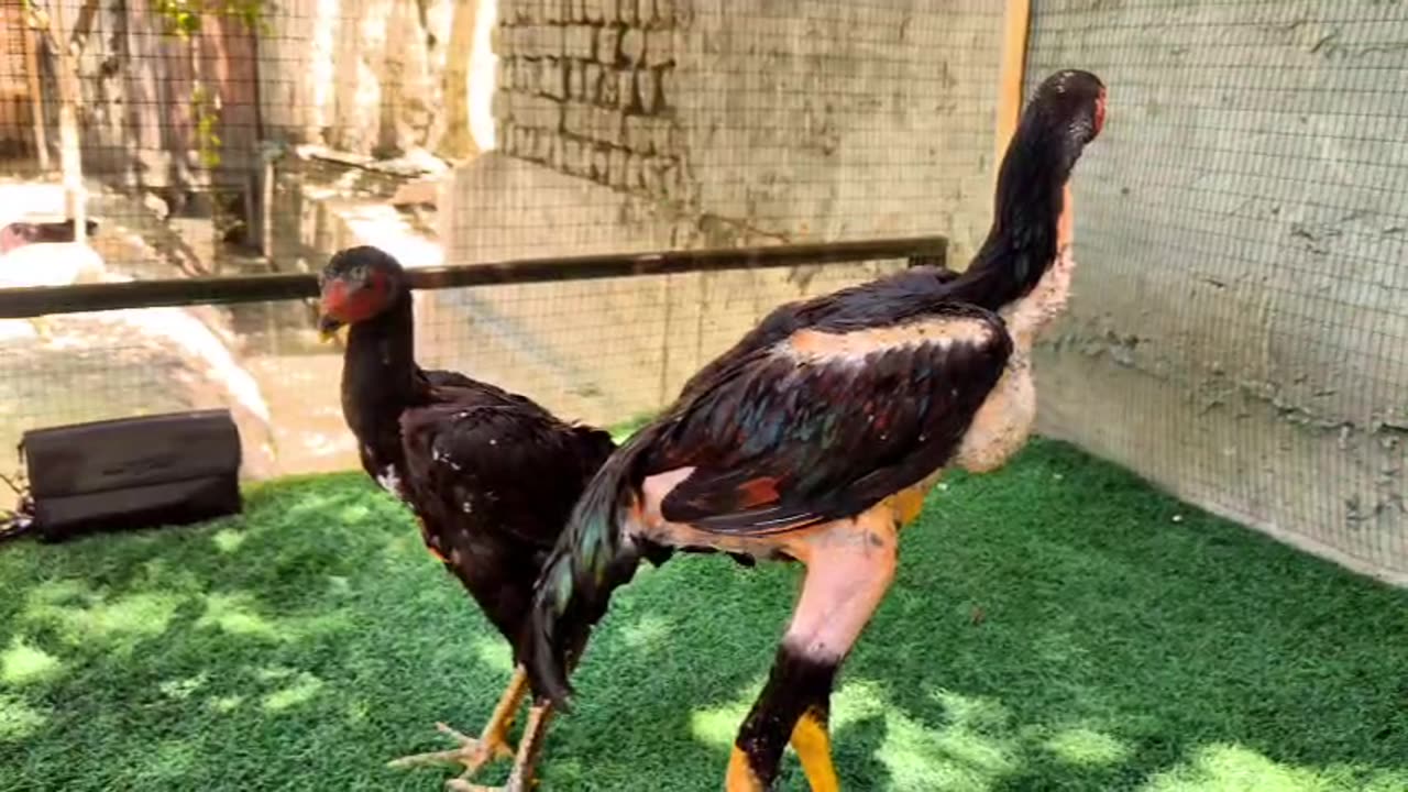 Young couples of fighting cocks