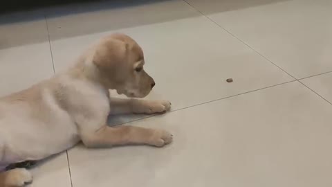 Labrador puppy training video