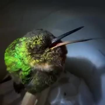 Hummingbird Snoring
