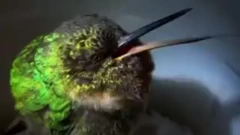 Hummingbird Snoring