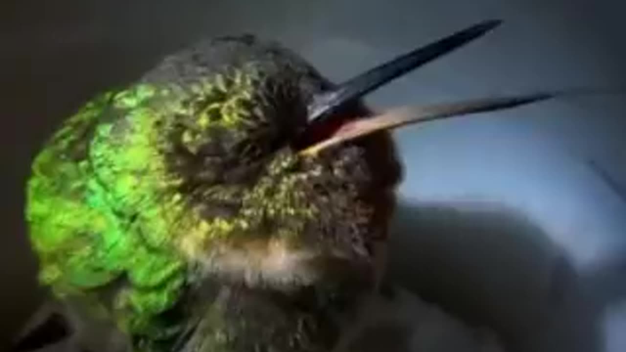 Hummingbird Snoring
