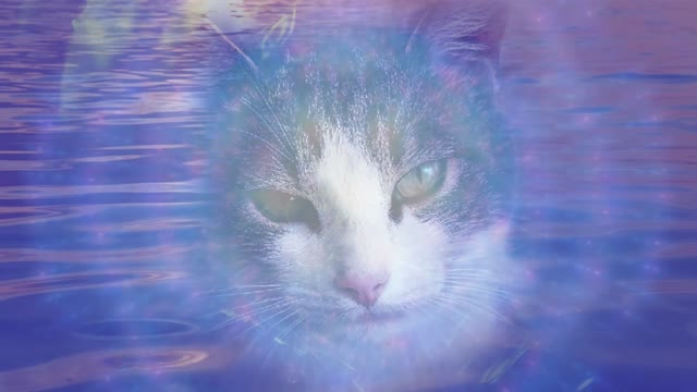 Kool Kat Vibes Presents Purple Calm: Tranquil, Blissful Music and Soothing Feline Images