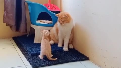 little cat vs big cat