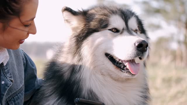 brushing the hair of a beautiful husky dog