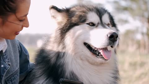 brushing the hair of a beautiful husky dog