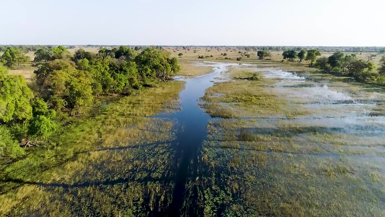 African wildlife drone view