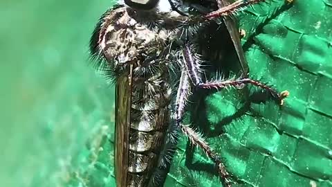 Assassin Fly ~ Kiss Of Death