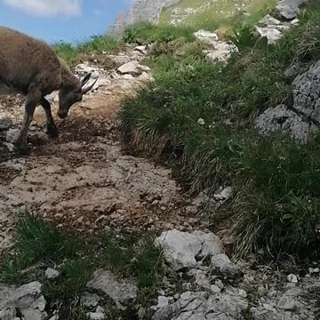 encounters with a beautiful goat mountain