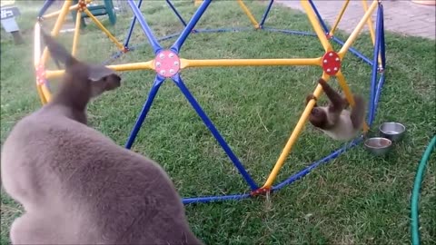 Baby Sloth enjoying her time