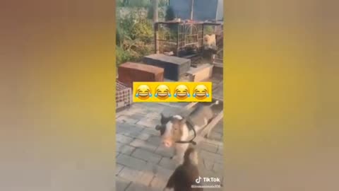 New English funny animals 🐕