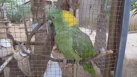 funny parrot video