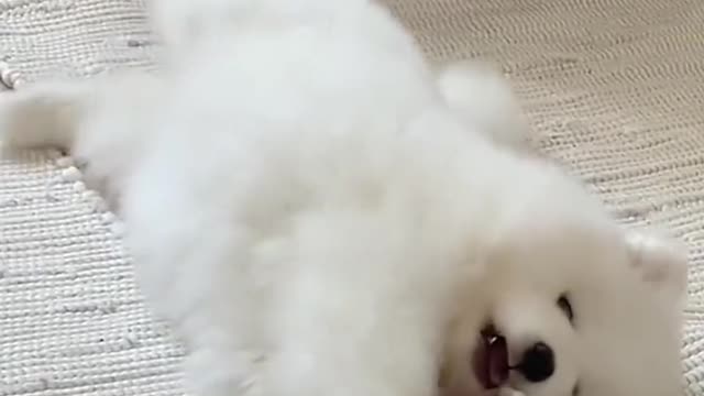 She took the dog for a walk around the block.