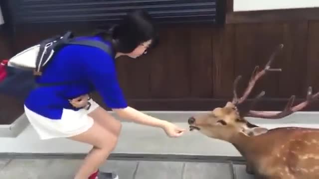 Polite Deer respects back Japanese owner for food