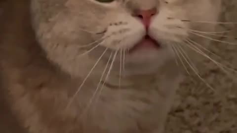 Mama Cat Takes Back Crying Kitten From Toddler