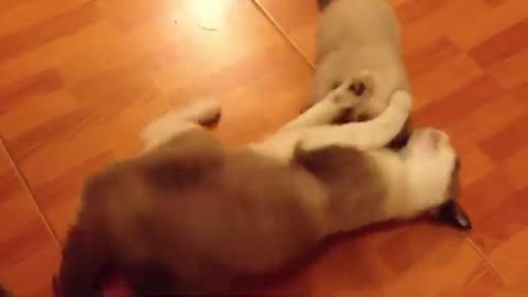 Cute funny animals🥰