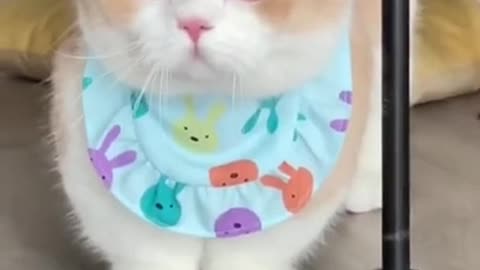 Cute kitten 🐈