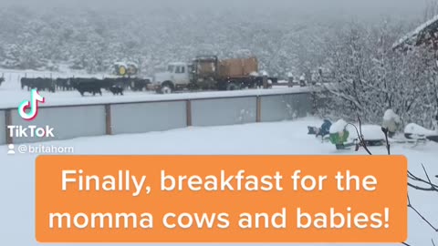 Finally Breakfast for momma cows & calves