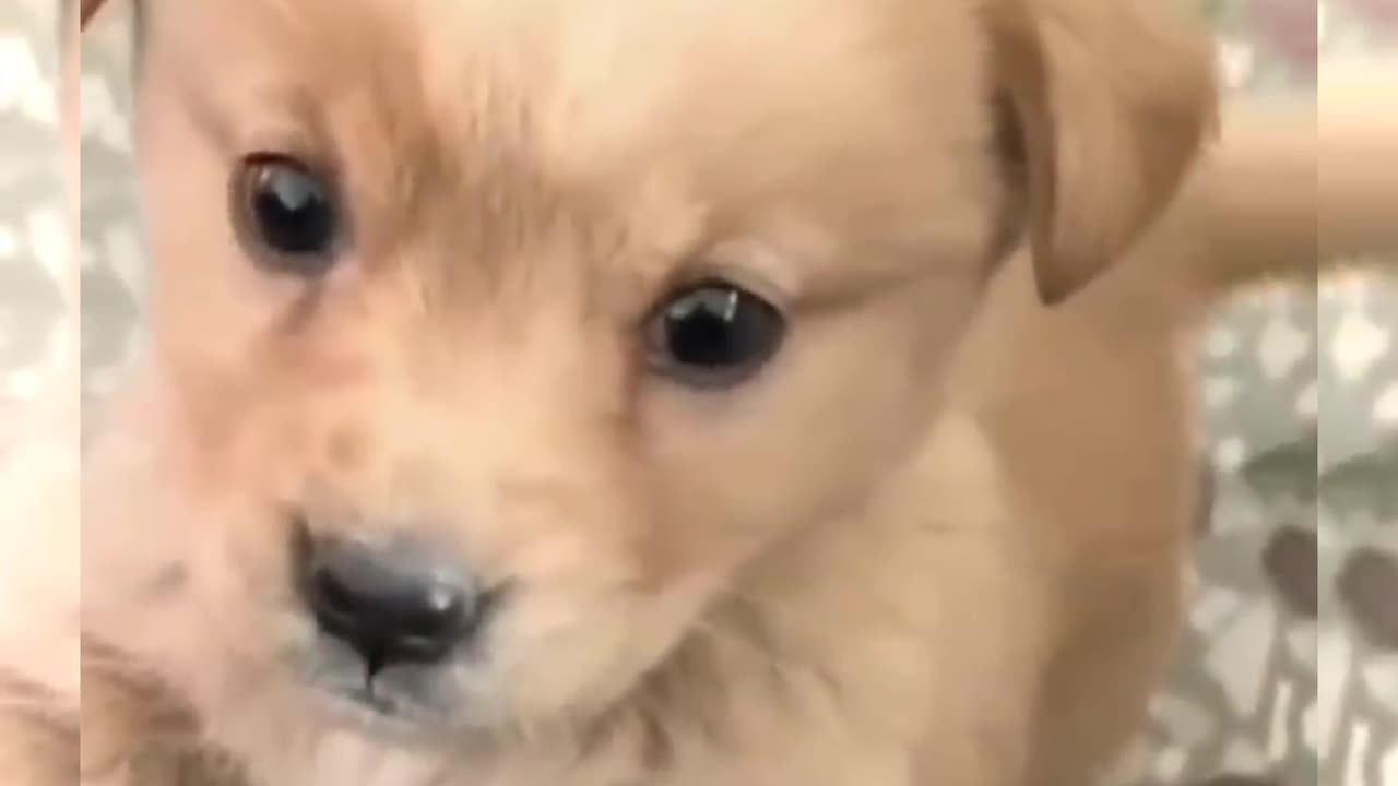 Baby Dog Cute Puppy Barking