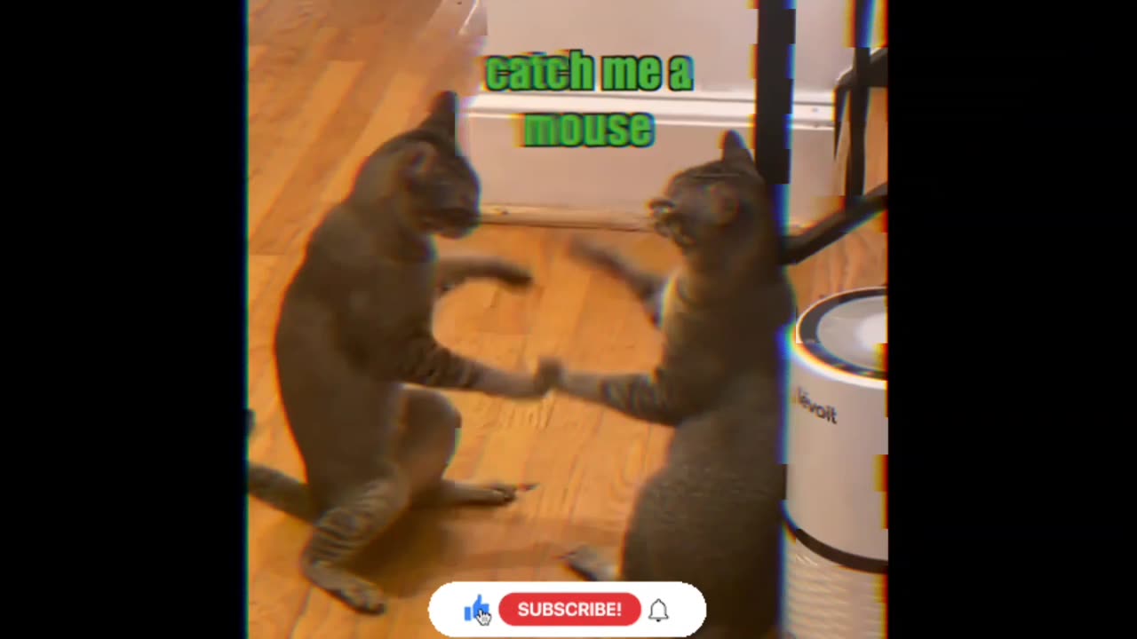 Animals funny videos 😂😂😂